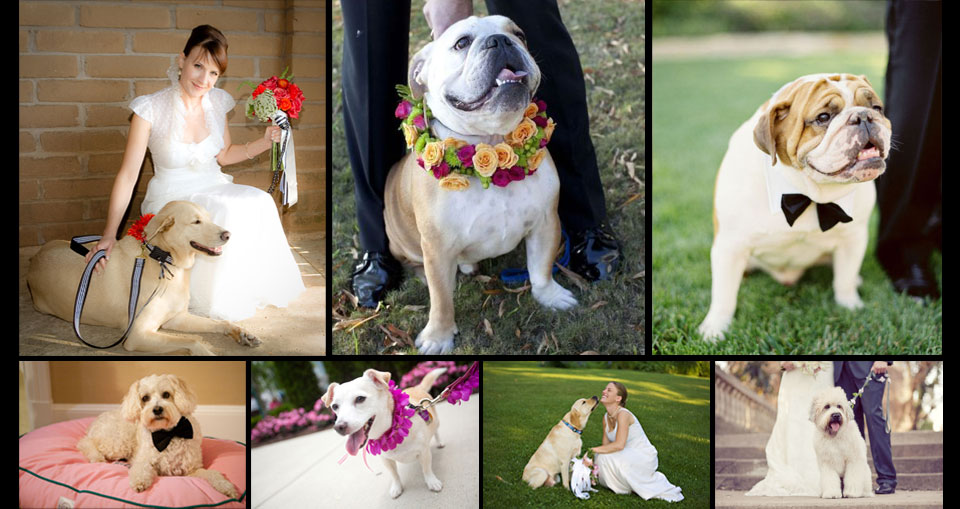 Dogs Wedding